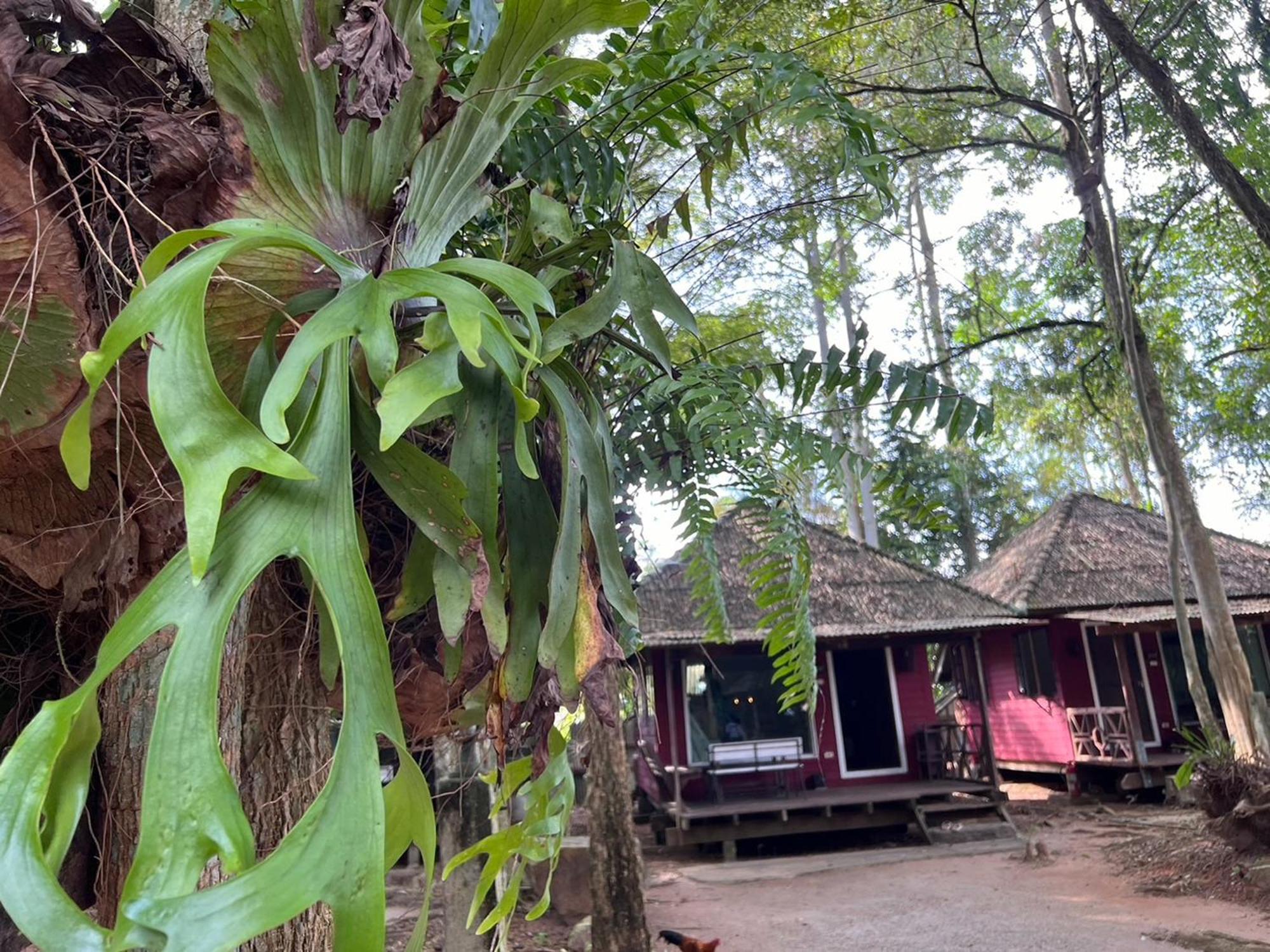 Pang Mai Resort Сонгкхла Экстерьер фото